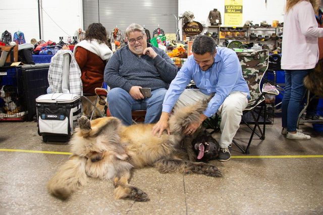 This is a photo of a Leonberger at the National Dog Show in Philadelphia.
